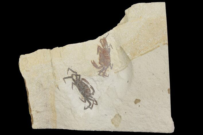 Two Miocene Pea Crab (Pinnixa) Fossils - California #177016